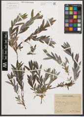 Foto von Salix repens L.